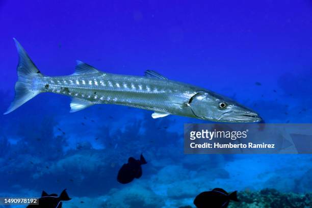 great barracuda - barracuda stock pictures, royalty-free photos & images