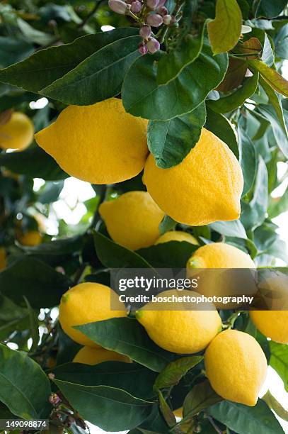 lemon tree - lemon tree stock pictures, royalty-free photos & images