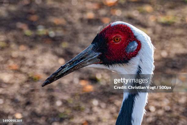 close-up of crane,stuttgart,germany - antigone stock pictures, royalty-free photos & images