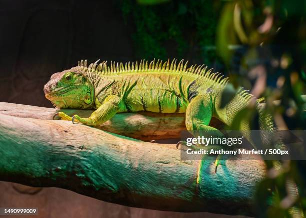 close-up of iguana on branch,canberra,australian capital territory,australia - green iguana stock pictures, royalty-free photos & images