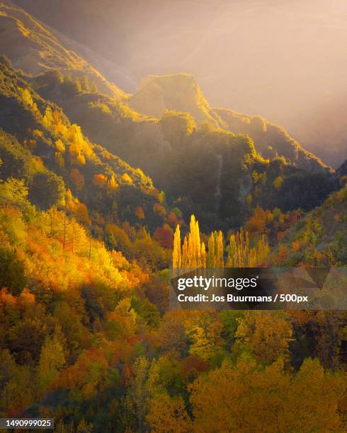 scenic view of forest during autumn,arrowtown,new zealand - arrowtown foto e immagini stock