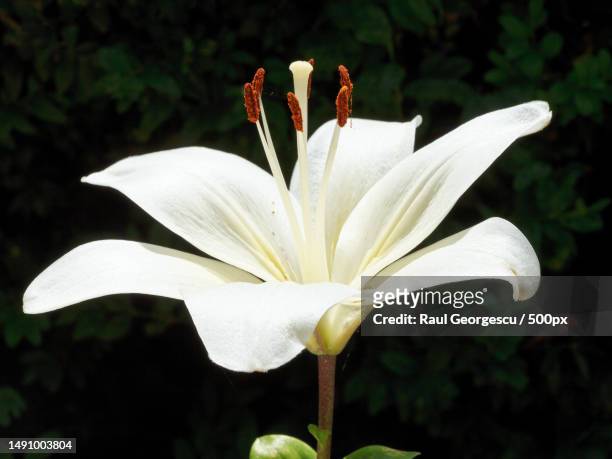 side view of white bloom lilium close up outdoors,romania - おしべ ストックフォトと画像