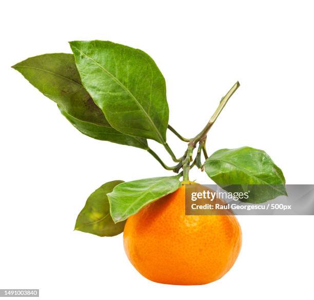 twig with fresh ripe abkhazian mandarin isolated,romania - orange stock pictures, royalty-free photos & images