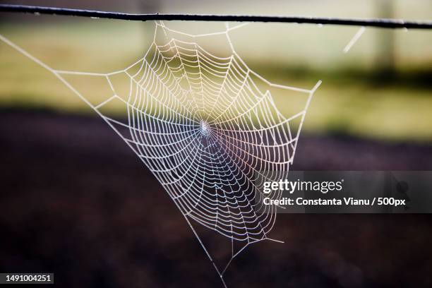 close-up of spider web on web,romania - trapped in the web stock pictures, royalty-free photos & images