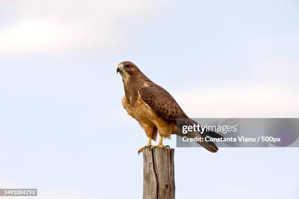 low angle view of hawk of prey perching on wooden post,romania - uppflugen på en gren bildbanksfoton och bilder