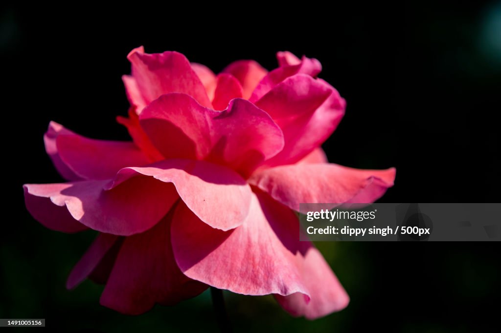 Close-up of pink rose flower