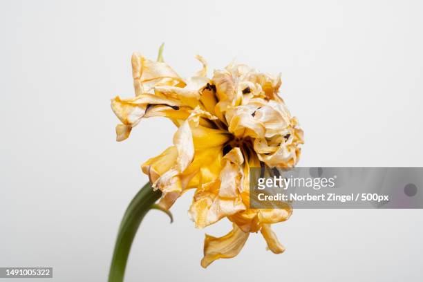 close-up of wilted flower against white background,germany - fiori appassiti foto e immagini stock