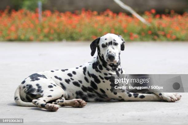 portrait of dalmatian purebred dog sitting outdoors,vietnam - dalmatiner stock-fotos und bilder