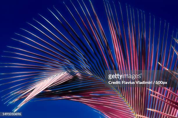 magical fantasy infrared shots of palm trees on the seychelles islands,romania - manga fruta tropical foto e immagini stock