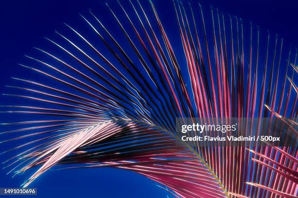 magical fantasy infrared shots of palm trees on the seychelles islands,romania - beach vibes stock pictures, royalty-free photos & images