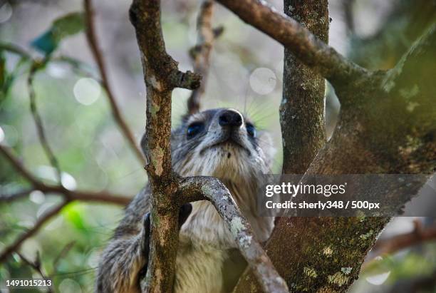 low angle view of squirrel on tree,serengeti,tanzania - tree hyrax stock pictures, royalty-free photos & images