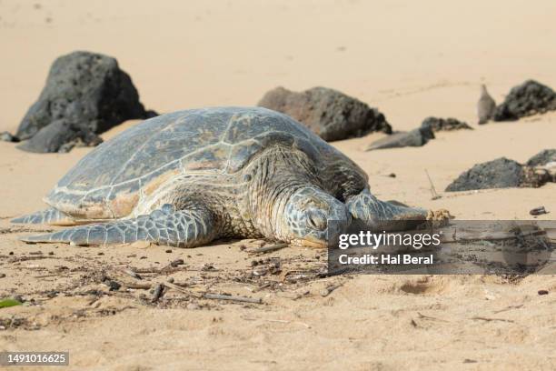 48 Green Sea Turtle Hal Beral Stock Photos, High-Res Pictures, and ...