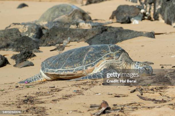 Green Sea Turtle Hal Beral Photos and Premium High Res Pictures - Getty ...