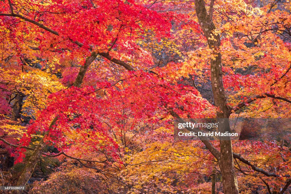 Fall Way Fall tree foliage colors along the Nakasendo Way between Karuizawa ...