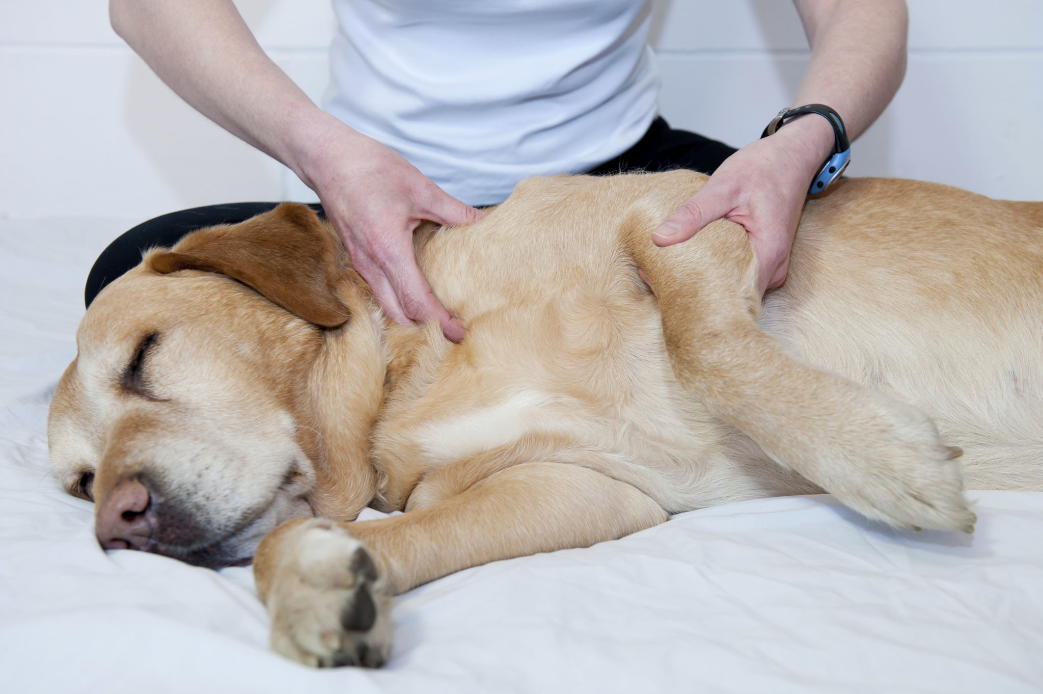 pet massage