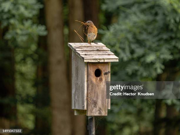 female eastern bluebird building her nest - vogelhaus stock-fotos und bilder