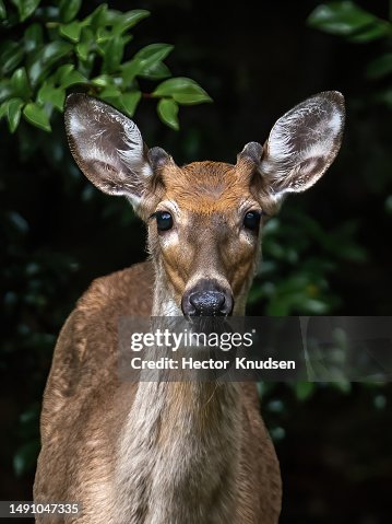 Close-up of a Male White-Tailed Deer