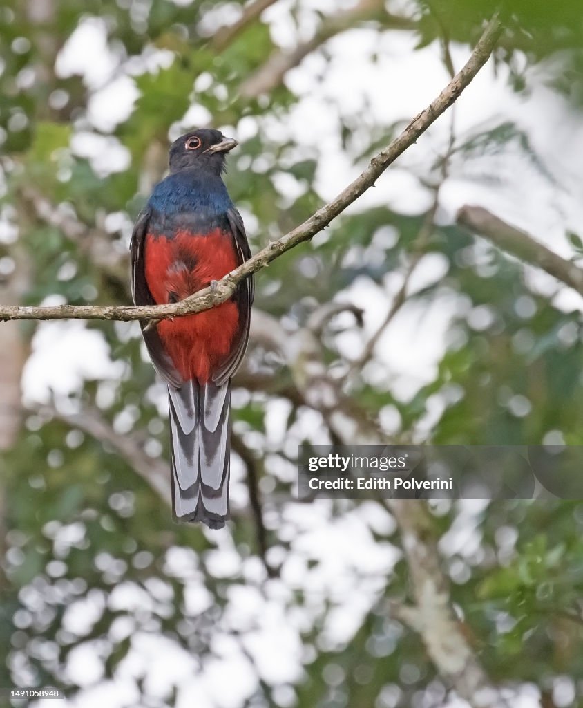 Southern Surucua Trogon