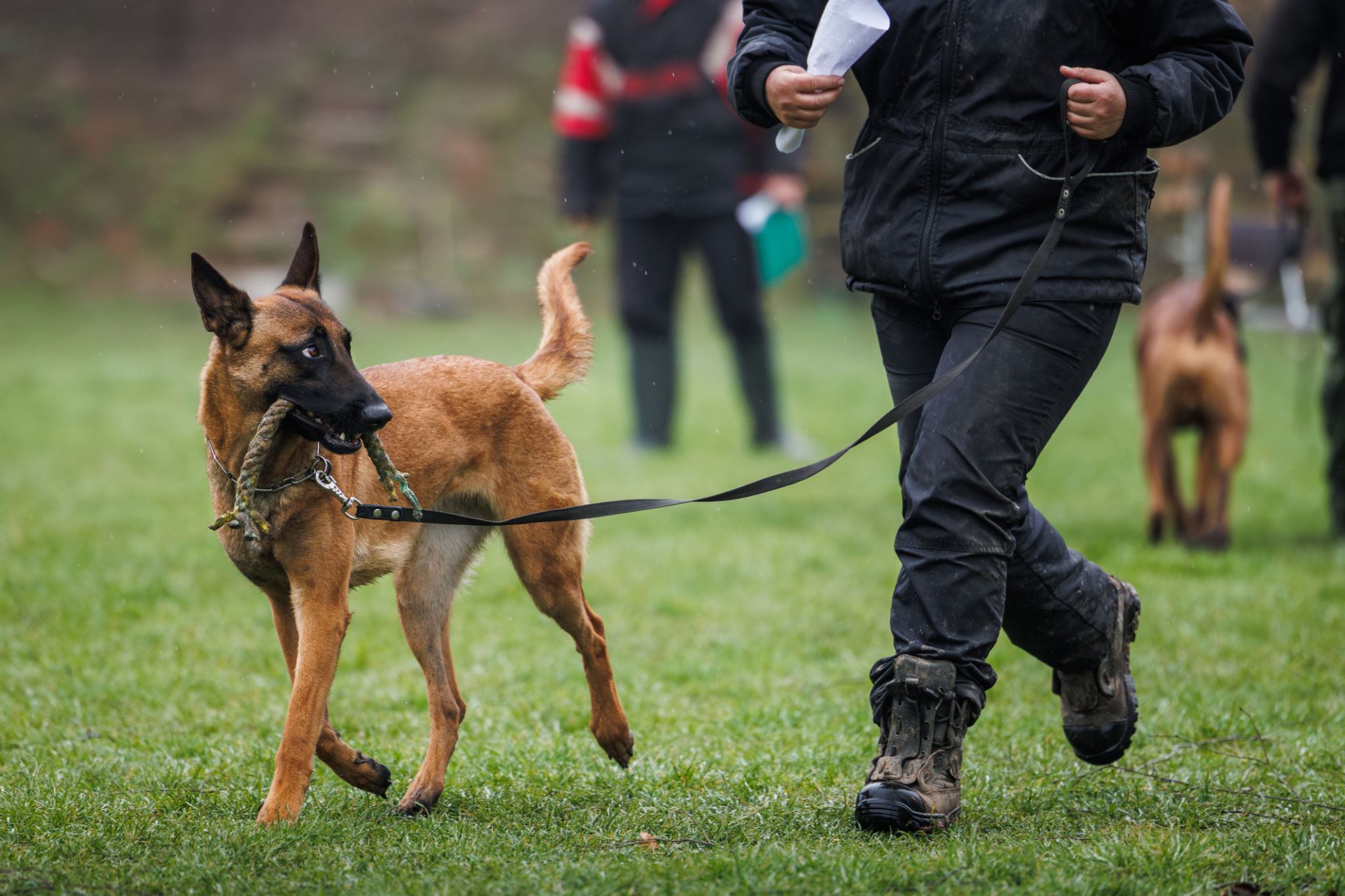 dog training schedule