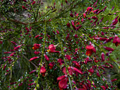 Cytisus beanii flowering bush with raindrops, background