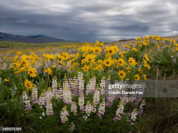 Spring In Idaho 416 Idaho Wildflowers Stock Photos, High-Res Pictures, and Images ...