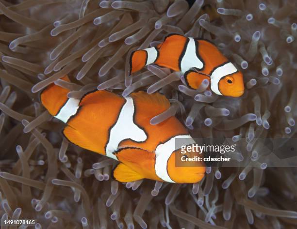 クマノミ属 - anemonefish ストックフォトと画像