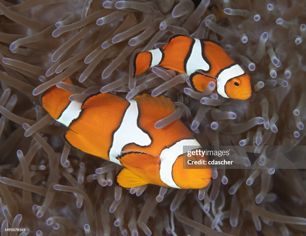 Anemonefish
