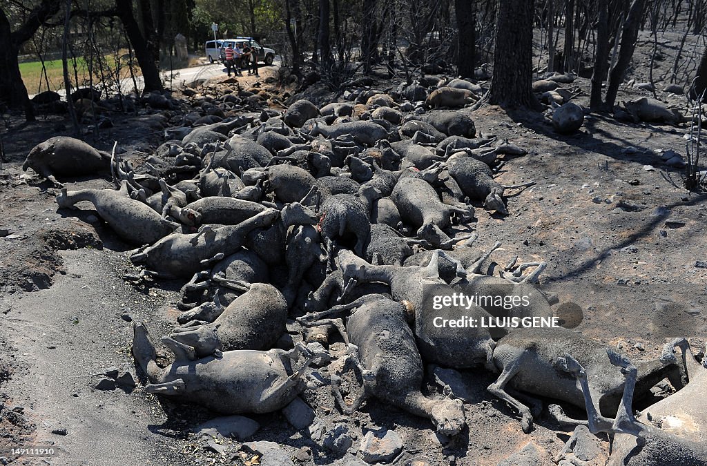 A flock of 500 sheep were burned during