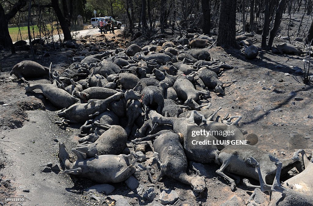 A flock of 500 sheep were burned during 