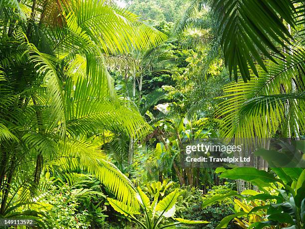 interior of a rainforest, malaysia - tropischer regenwald stock-fotos und bilder