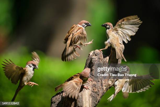 sparrows - gorrión común fotografías e imágenes de stock