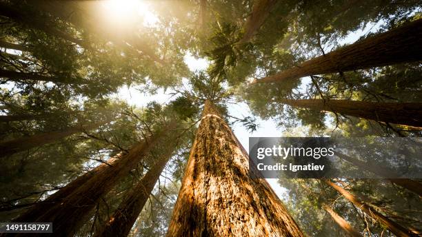 gli alberi verdi lussureggianti si ergono nell'aria - albero foto e immagini stock