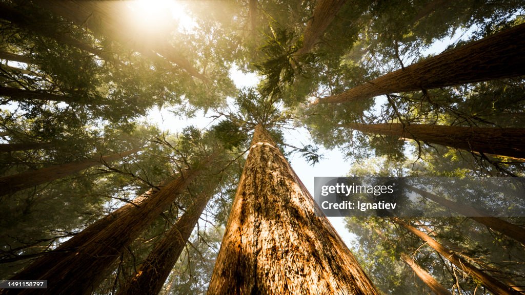 緑豊かな木々が空中にそびえ立つ