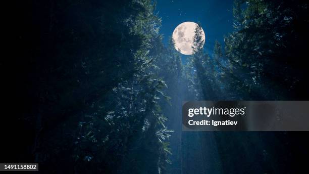 the light of the full moon falls on the branches of the needles - spooky night stock pictures, royalty-free photos & images