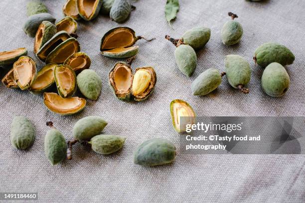 fresh almond harvest - cáscara de nuez fotografías e imágenes de stock