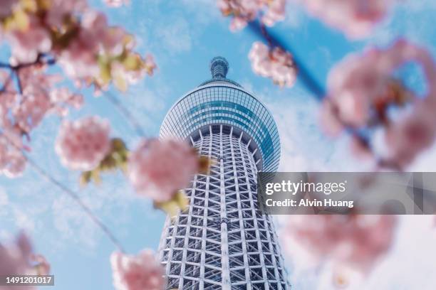 the pink cherry blossoms that bloom in spring and the tokyo skytree tower with blue sky. - cherry blossoms in full bloom in tokyo imagens e fotografias de stock