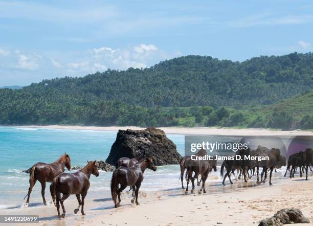 Horses roam wild on the beach at the resort of Nihi Sumba on May 01, 2023 in Sumba, Indonesia. Judged as the best hotel in the world by Travel +...