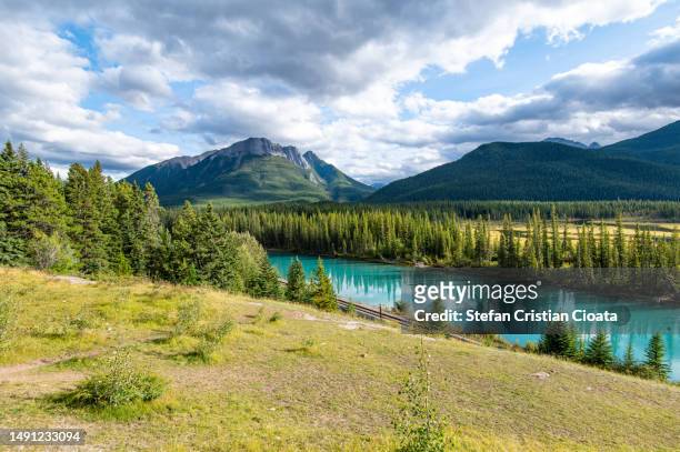 backswamp viewpoint bow river banff national park, canada - spruce stock pictures, royalty-free photos & images