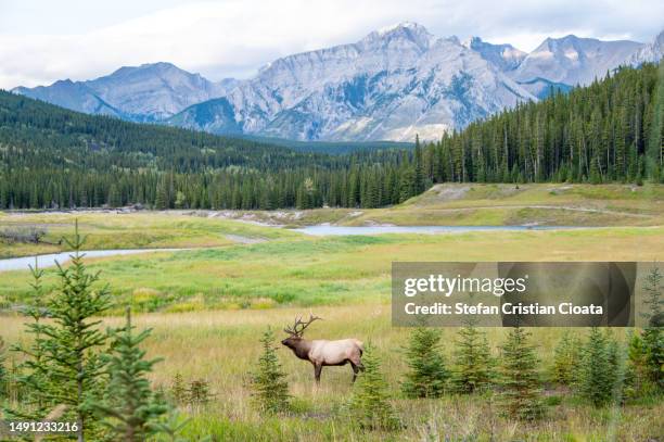 bull elk in banff national park - canada moose stock pictures, royalty-free photos & images