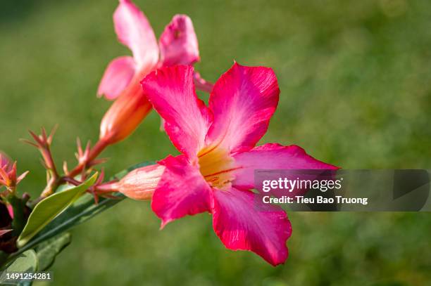 porcelain flowers - adenium obesum stock-fotos und bilder