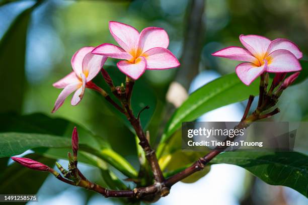 porcelain flowers - adenium obesum stock-fotos und bilder