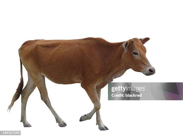 cow - brown cow cut out stock pictures, royalty-free photos & images