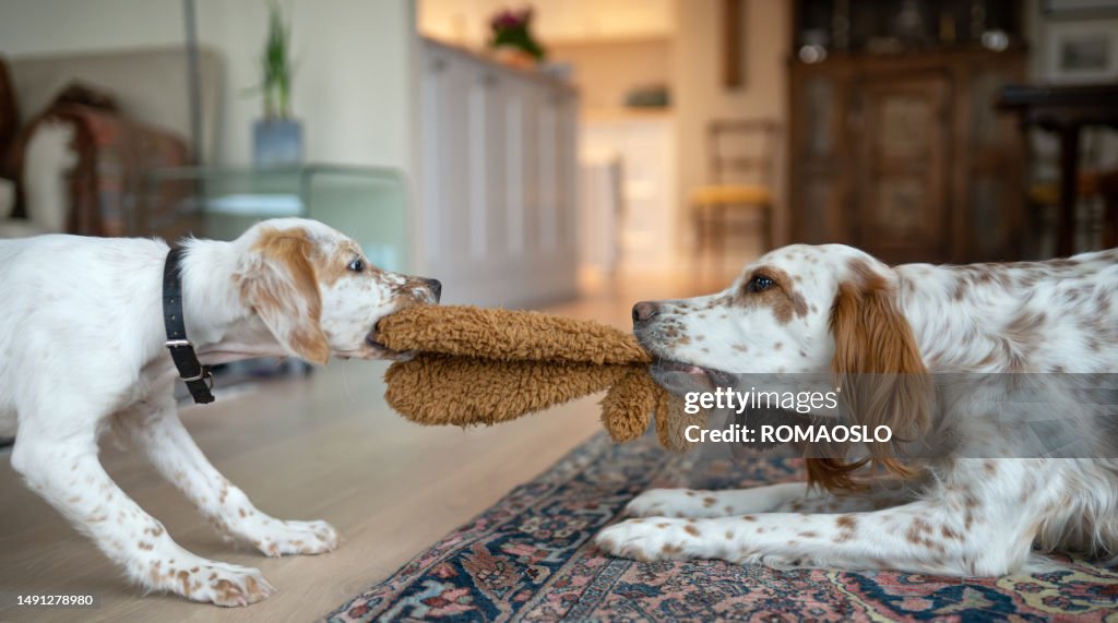 English Setters playing, Vestfold Norway