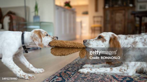 english setters playing, vestfold norway - dog puppies stock pictures, royalty-free photos & images