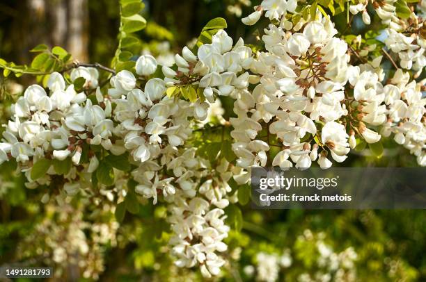 black locust flowers - acacia flowers stock pictures, royalty-free photos & images