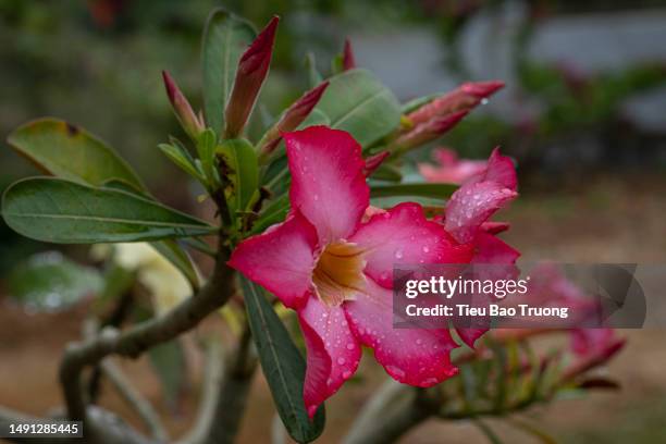 porcelain flowers - adenium obesum stock pictures, royalty-free photos & images