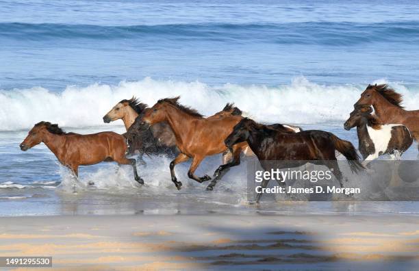 Horses roam wild on the beach at the resort of Nihi Sumba on May 01, 2023 in Sumba, Indonesia. Judged as the best hotel in the world by Travel +...