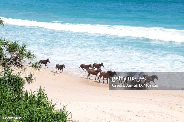 Horses roam wild on the beach at the resort of Nihi Sumba on May 01, 2023 in Sumba, Indonesia. Judged as the best hotel in the world by Travel +...