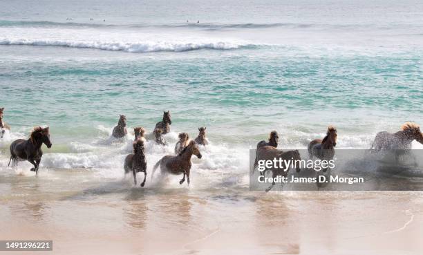 Horses roam wild on the beach at the resort of Nihi Sumba on May 01, 2023 in Sumba, Indonesia. Judged as the best hotel in the world by Travel +...