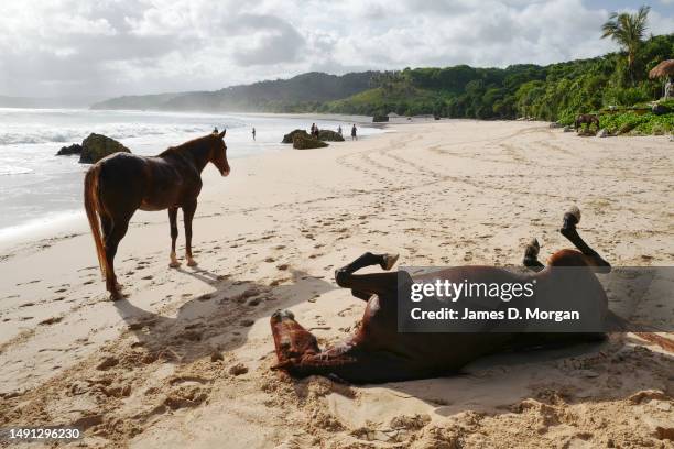 Horses roam wild on the beach at the resort of Nihi Sumba on May 01, 2023 in Sumba, Indonesia. Judged as the best hotel in the world by Travel +...